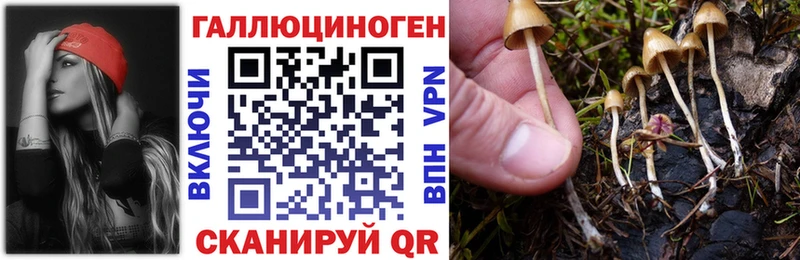 Купить где  Куртамыш  Галлюциногенные грибы MAGIC MUSHROOMS 